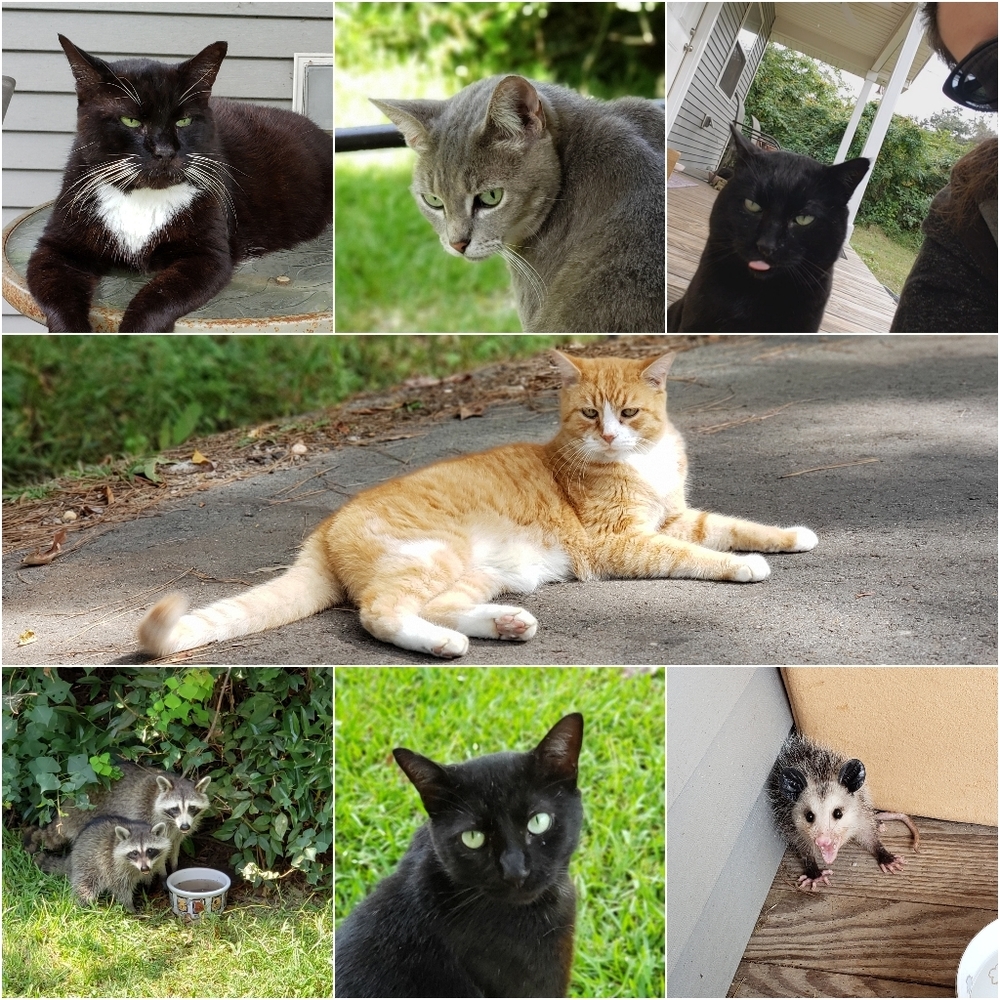 Meet your Posher, Miss Kittycat